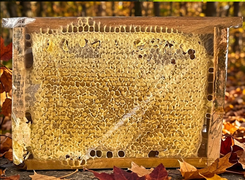 organik-kekik-balı